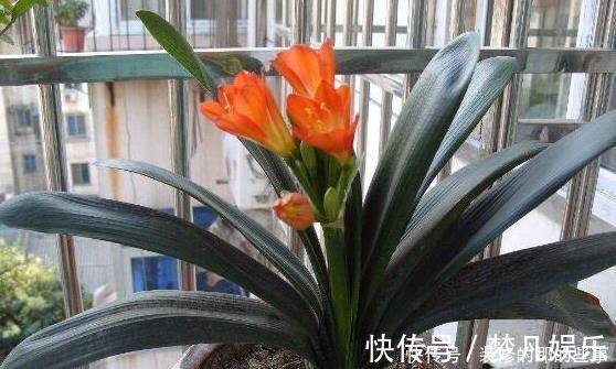 柳树枝|天凉后,君子兰浇上养根水,长出格格叶,一窜3箭花,超好用