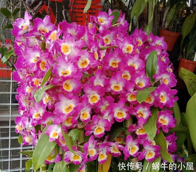 9种花不用花钱买,掐根枝条插土里,2周即可生根,好养易成活