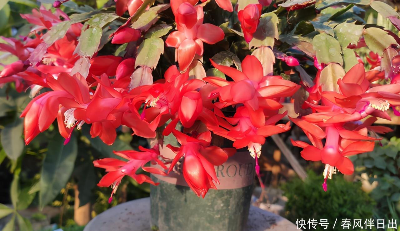 蟹爪兰复花需“虐养”,“三动作”催出一圈苞,当月开出层叠群花