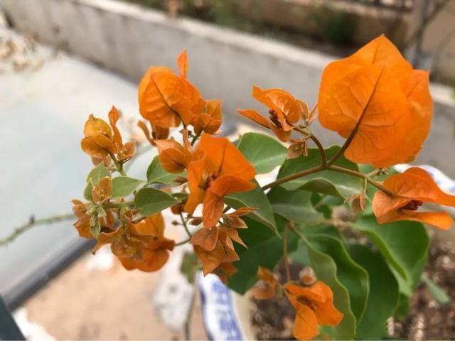 扦插|三角梅的养护大全摘光叶子，少浇水，使劲晒，开花爆满盆