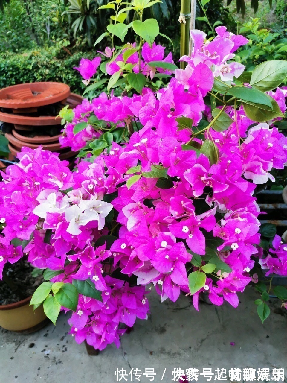 3个养花“小技巧”，越早知道越好！养花百分百成活，1分钟学会