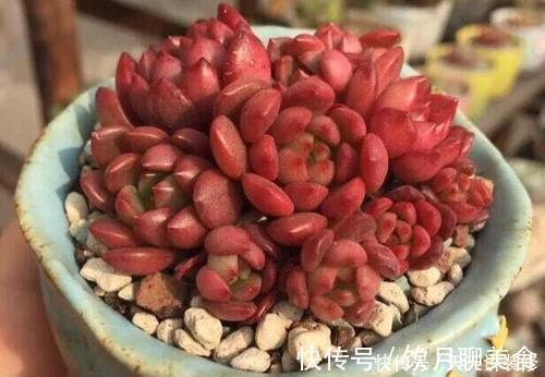 红宝石|美美的多肉红宝石,颜色鲜红长成手捧花,原来是这样养出来的
