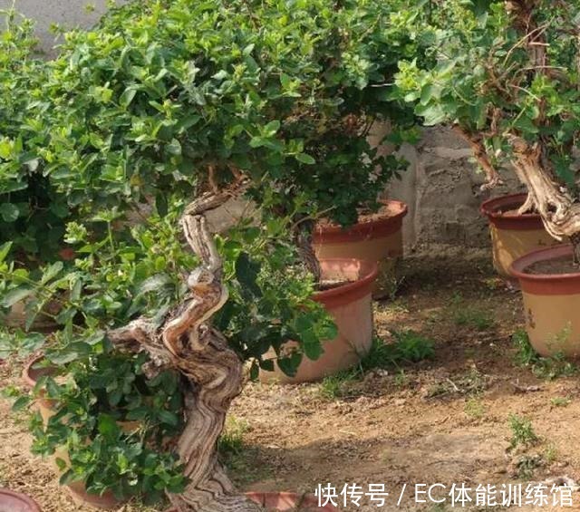 不值钱的“小树苗”,养几年越来越有“富贵气”,1盆上万元!