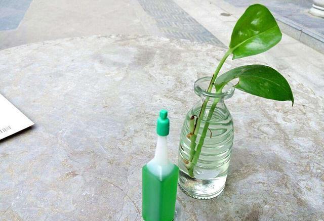 水培绿萝,施肥要谨慎,一个不注意,黄叶满盆,臭味满屋