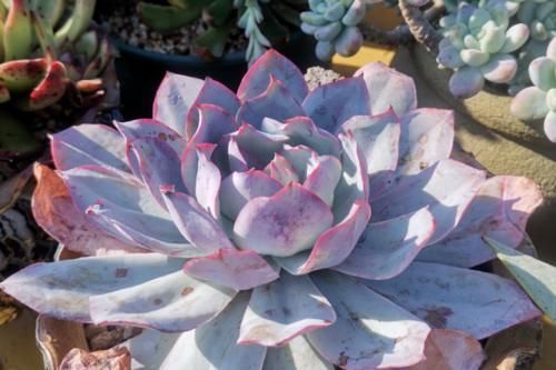 冬季给多肉补光的方式有哪些?建议露养为佳,无条件露养则使用补光灯