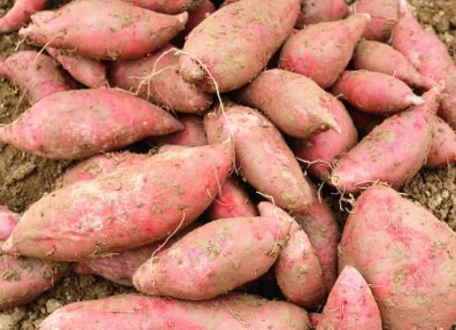 买红薯,只看粗细就错了,牢记4个小妙招,红薯香甜软糯,实用!