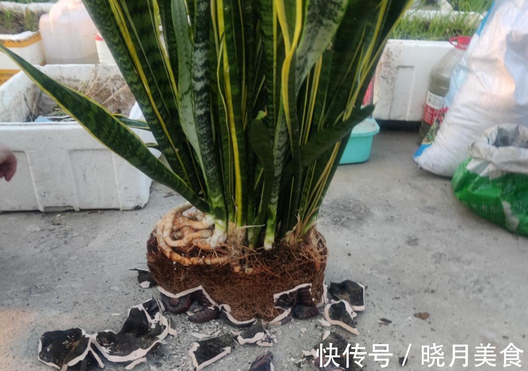 天冷别换盆，尤其这10种花，土一松就危险