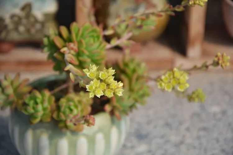 面朝大海的多肉们，在四季变迁中生生不息！