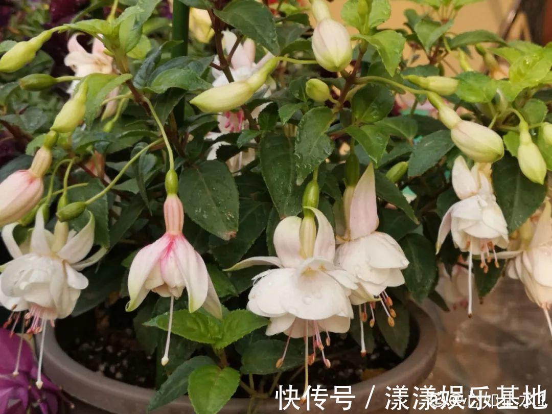 10种花要控水,天热反而不能浇,一浇水就死