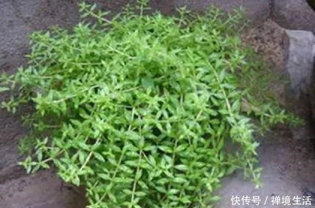 河边1野草,外形蓬松不受人喜,常被当成杂草去除,其实它是1宝!