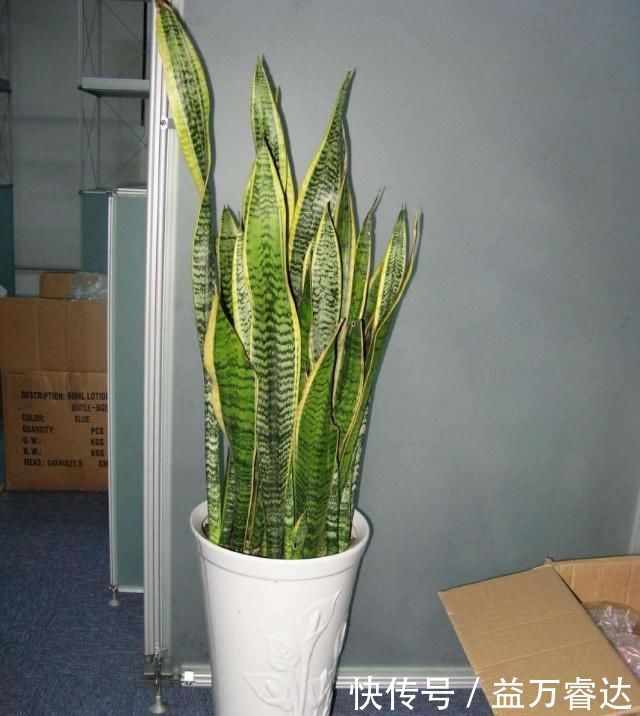 养虎皮兰,3大“死穴”别碰,一碰黄叶、烂根,没新芽