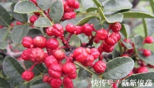 危害|花椒百利但有2害，危害极大，很多人不清楚，直到现在才明白