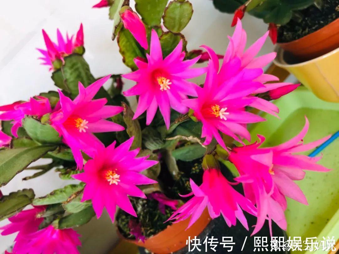 1种花不是真昙花，1次能开上百朵，比蟹爪兰美，怪不得都去抢假货