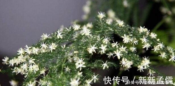 张大爷养“文竹”, 只浇“2种水”, 长出“满天星”, 效果超好!