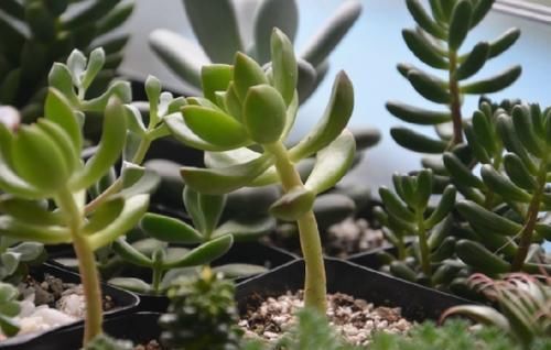 养多肉植物,做忌3点,难怪一养就徒长,现在改正还不晚