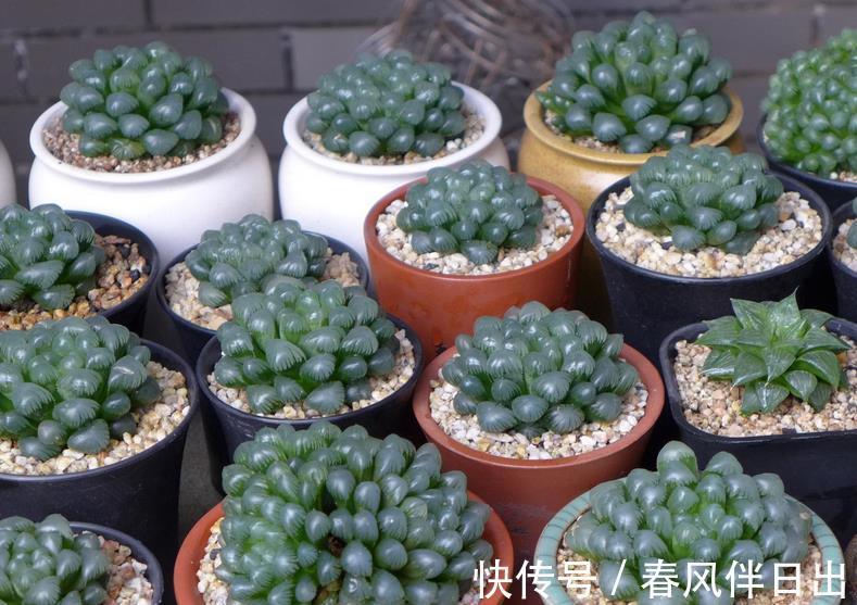 玉露|多肉植物玉露换盆、上盆、服盆要事