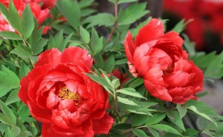 植物|这几款植物养在家里，花期长易打理，简单易成活，纯洁美