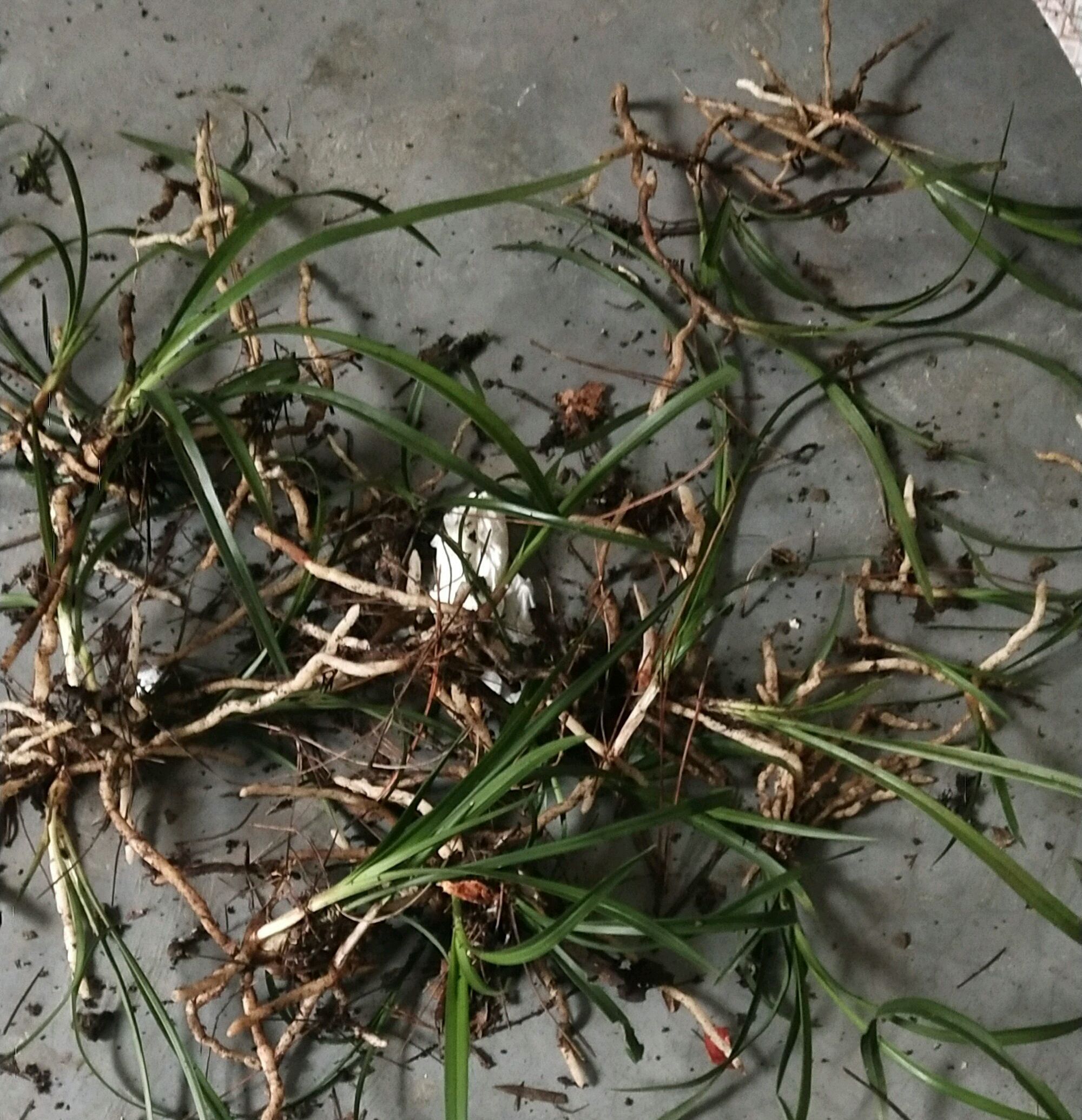 兰花龙蛋怎么形成的兰花龙蛋是龙根苗吗龙根苗和艺兰的关系