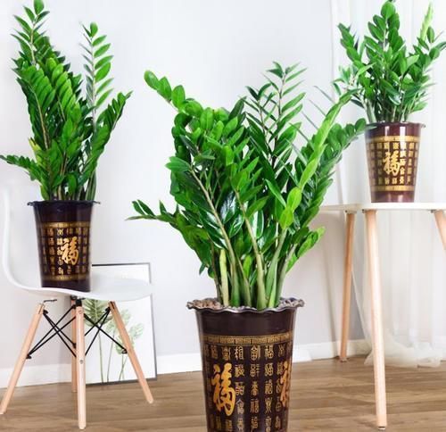 发财树|客厅里的发财树扔了吧，新型寓意植物，养一盆财运亨通