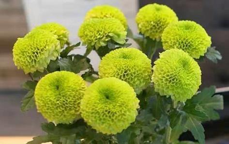 喜欢养菊,不如养盆“优良名菊”乒乓菊,花似乒乓,绚丽多彩