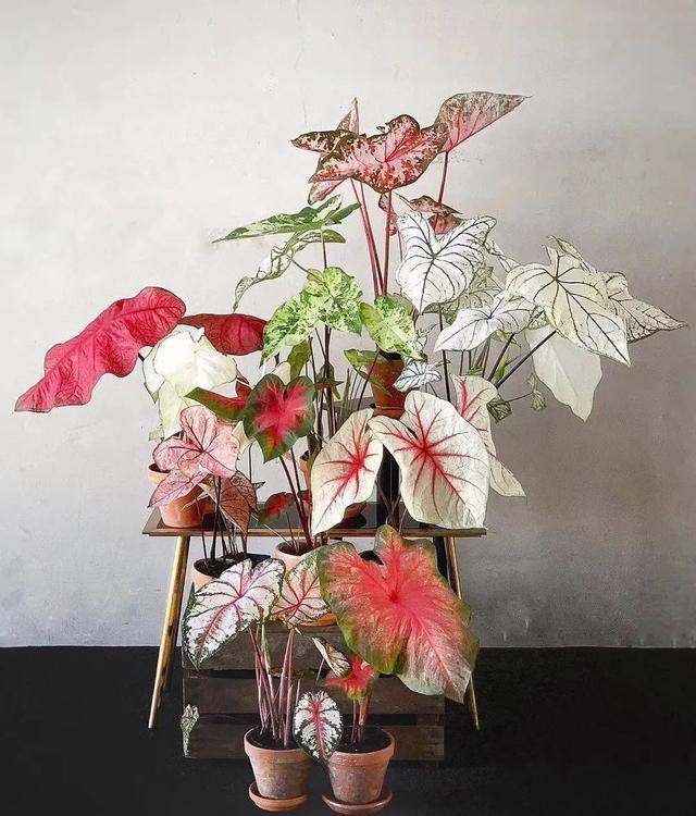 16种耐阴花,就算阳光不足,也能年年生长、开花