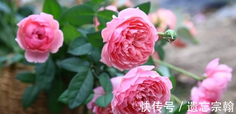 灌木|一米高的月季笋芽,现在该不该剪不同阶段处理方式大不同