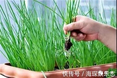 盆栽|4步教你盆栽小葱，又粗又“肥硕”，不用再去菜市场买啦