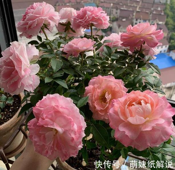 养花坏习惯''害了''家里的盆栽摆脱4个臭毛病,个个越长越旺