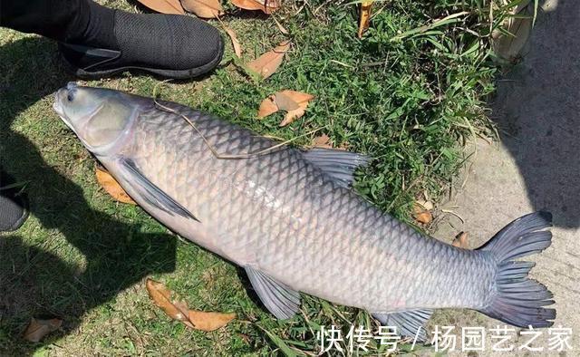 饵料|秋天是钓大鱼的好季节，守钓大鱼，用什么味型的饵料最广谱？