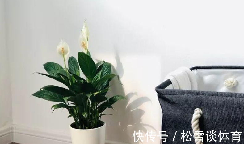 家庭养花，哪些地方不能摆放植物盆栽？除了室内，室外也有讲究