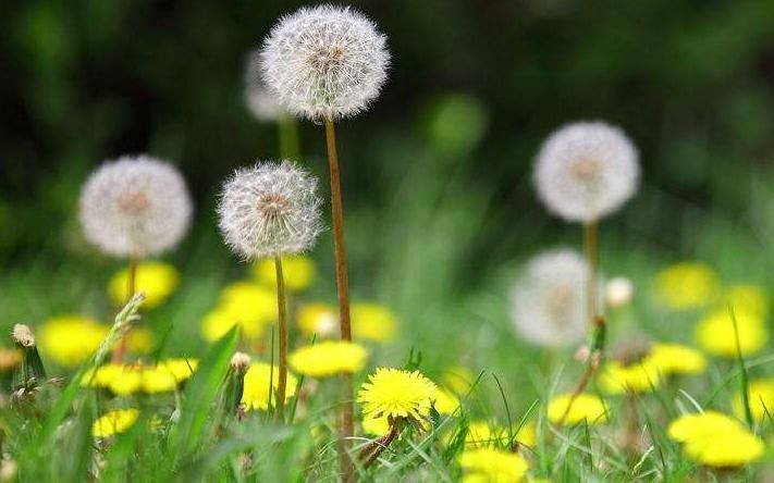 蒲公英|55岁舅舅,因一壶蒲公英水,被送进医院,提醒蒲公英禁忌要知晓
