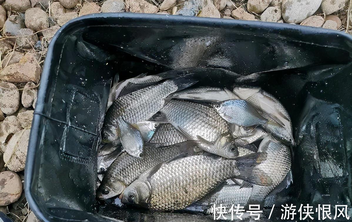 水草倒伏的野河，试一试长竿短线，只要这样做，鲫鱼一条接一条