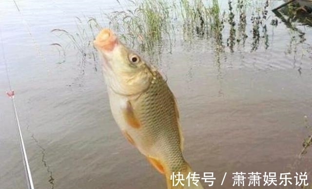 鲤鱼|这样用玉米粒钓鱼,大鲤鱼抢着咬钩,用过都说好