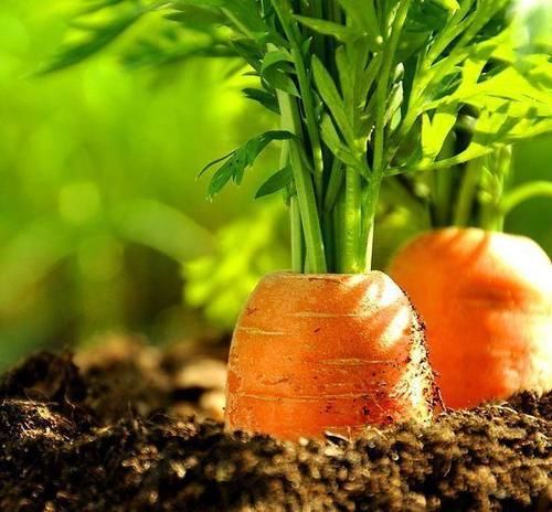 聰明女人最愛吃3種食物，排毒養顏，保養卵巢，好處多多