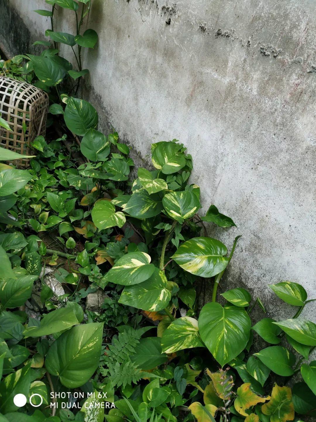 农村养花优势发,地大肥多,一不小心养成小花海!