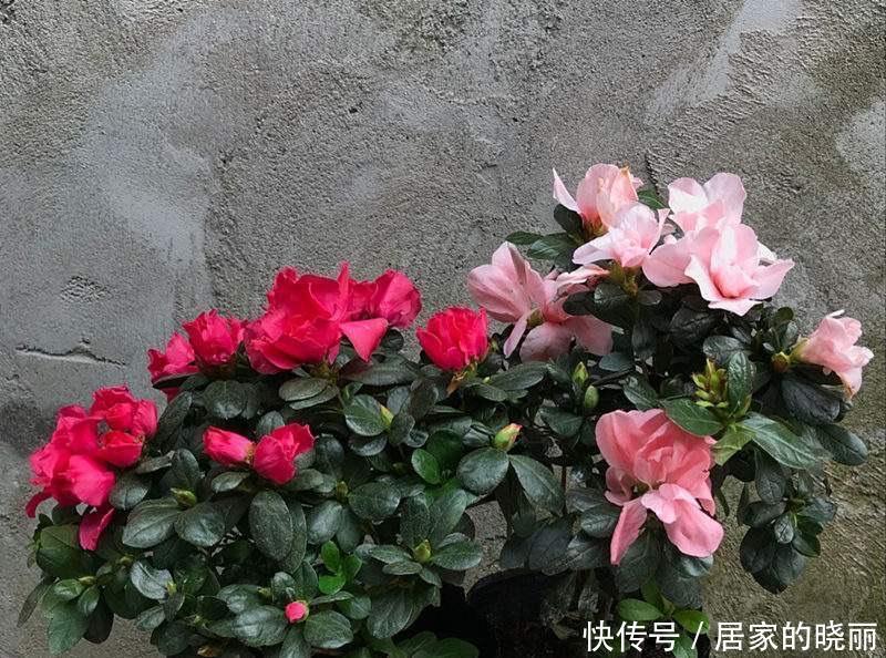 重瓣|两种漂亮耐寒的花,让阳台不单调,冬季天天赏花,花大色艳