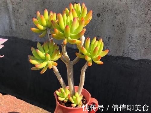 叶片|5种直立性很强的多肉,轻松养出精致漂亮的直立桩,别有一番韵味