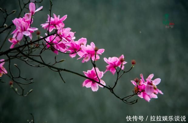 王维的这首诗,凄美至极,短短20字,从花开写到花落