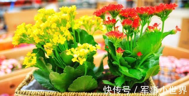 叶片|长寿花的大叶片要不要剪掉?等到出现这些情况,再动手不迟