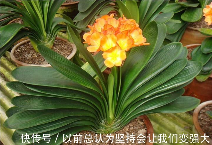 酸性|养花不死,全靠盆土,用这个土养花,能活几十年