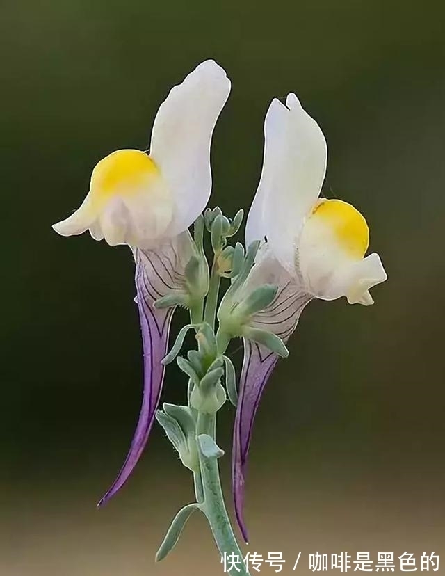 奇花|奇花、奇花、奇花、罕见奇花，赶快打开欣赏吧