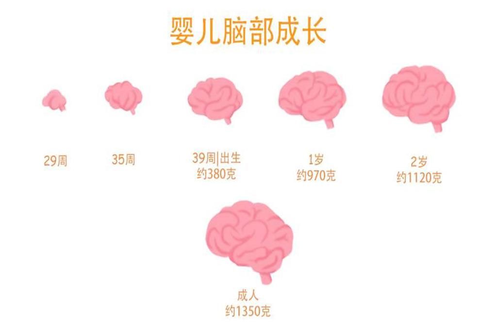 美国研究发现：宝宝大脑发育高峰期一生有两次，抓住一次受益一生