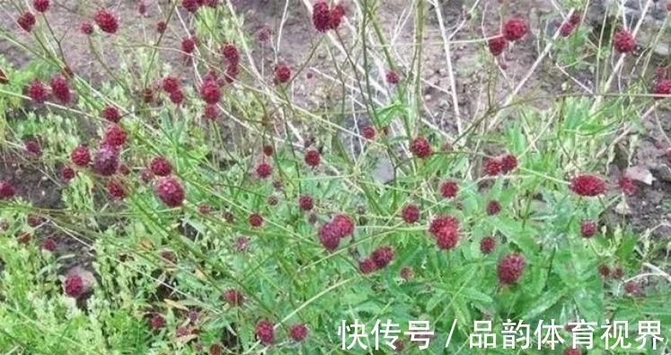 农民|这草能长半人高，是极品中药，但农民不识货，常当野草除掉！