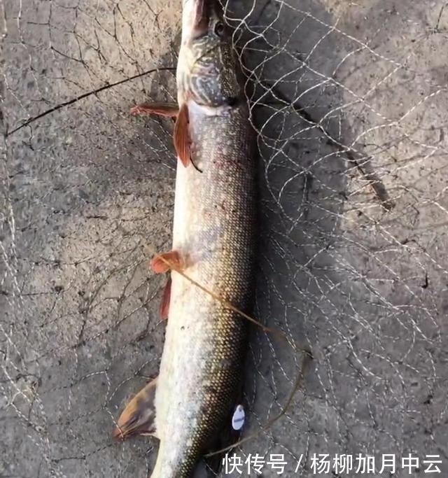 江苏钓鱼人解锁“新鱼种”,网友疑问“常州还有狗鱼”