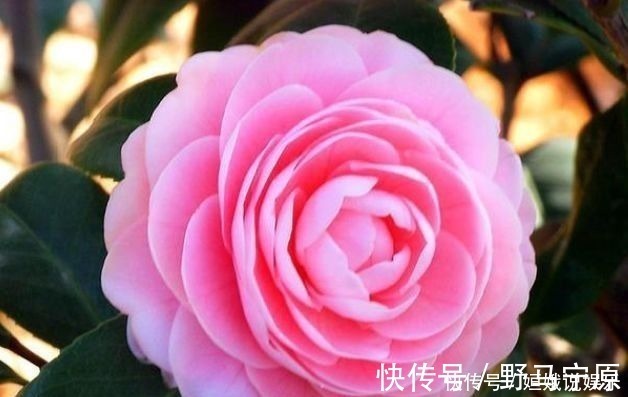 香味|超漂亮的5种花卉,长势好、花色艳,开花硕大香味浓