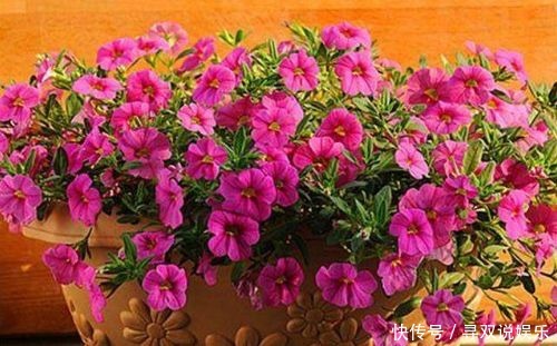 矮牵牛花|喜欢在家中养花,这些花卉不容错过,花期长,花色艳,开花美
