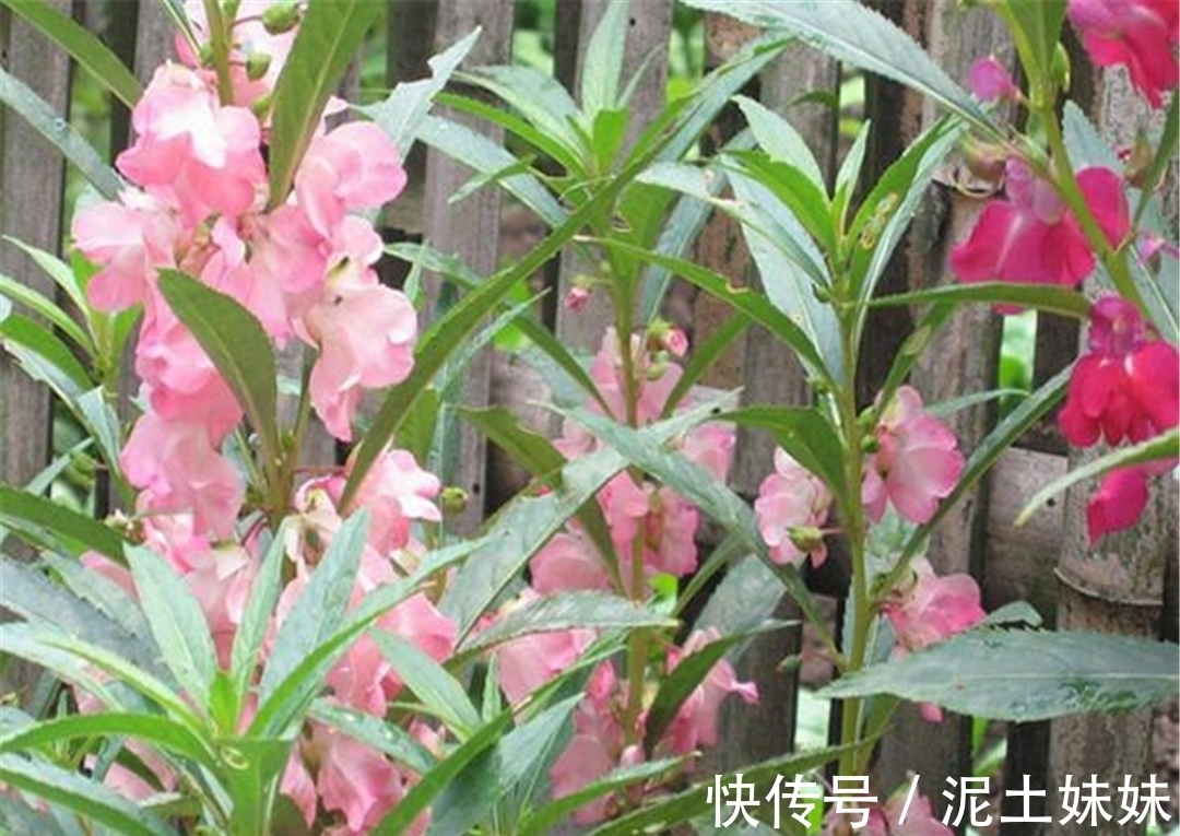 植物|儿时男孩拿来当玩具,女孩用来染指甲,如今方知其价值,不容忽视