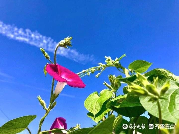 齐鲁晚报|处暑好凉爽！济南青岛天空开启美颜模式，壹点情报员晒出最美蓝天