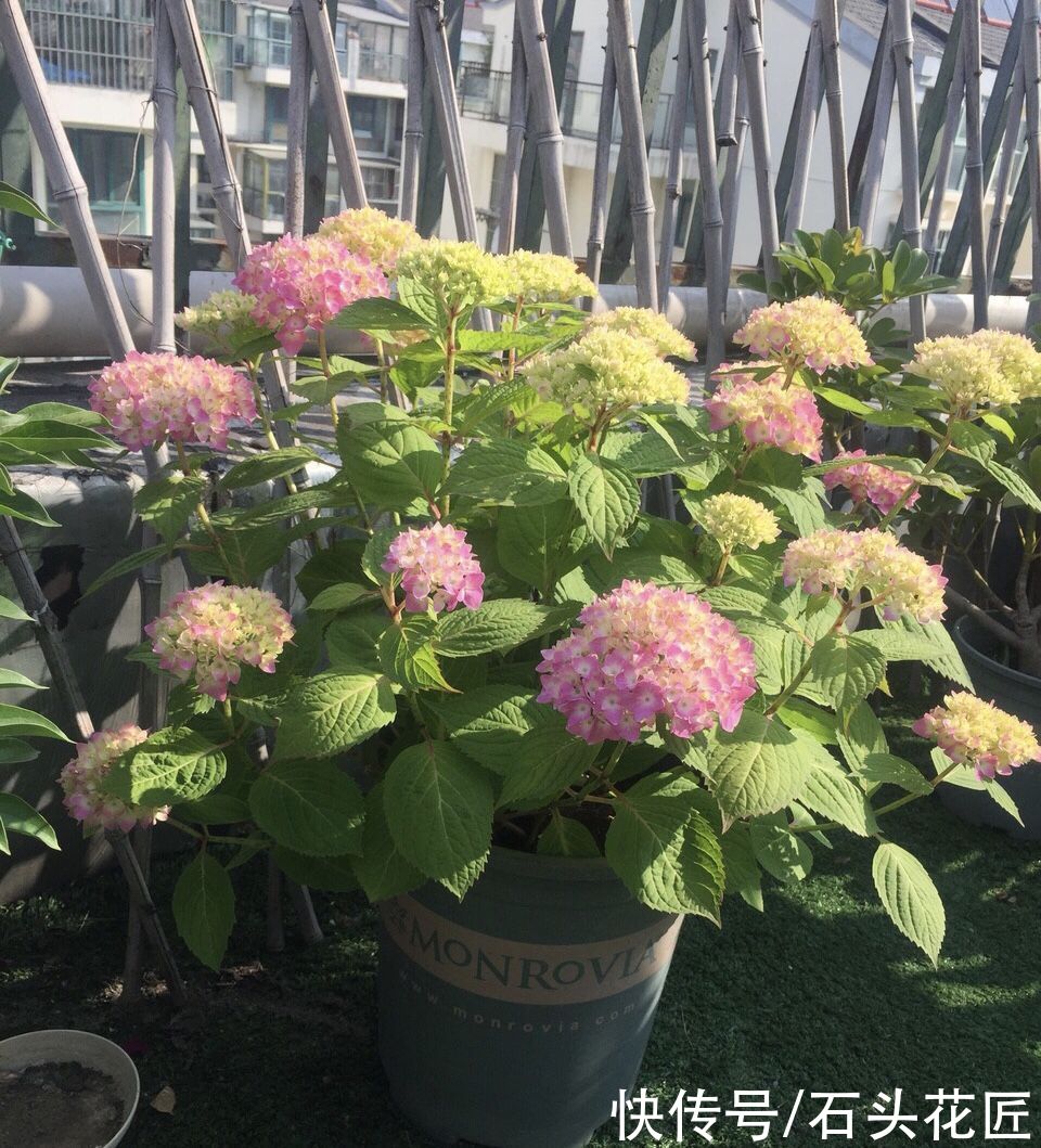 每年4月养绣球花，抓住5个要点，不出3周就是大花苞