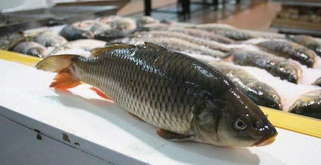 亚洲|亚洲鲤鱼泛滥全世界,在美国胖成100斤,中国吃货:成精了吧